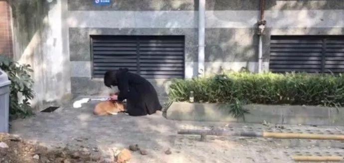 何兴丽事件-柯基走失,找到时却被扔下6楼