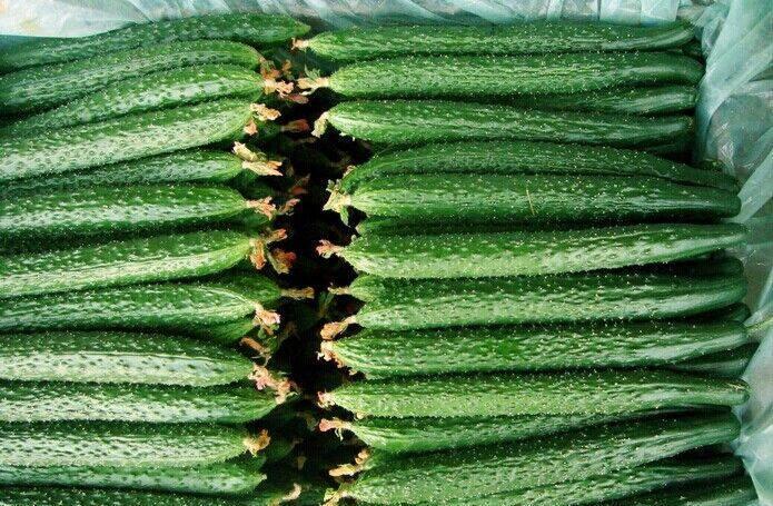 教你做馋人的“拍黄瓜”,只需一碗调料汁,让你的夏天没那么难熬