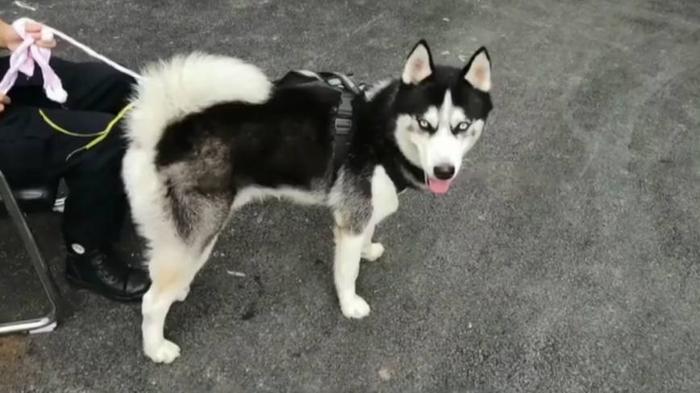 哈士奇进了派出所还不安分,吃穷民警到处惹祸,民警:赶紧领走!