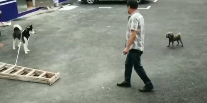 哈士奇进了派出所还不安分,吃穷民警到处惹祸,民警:赶紧领走!