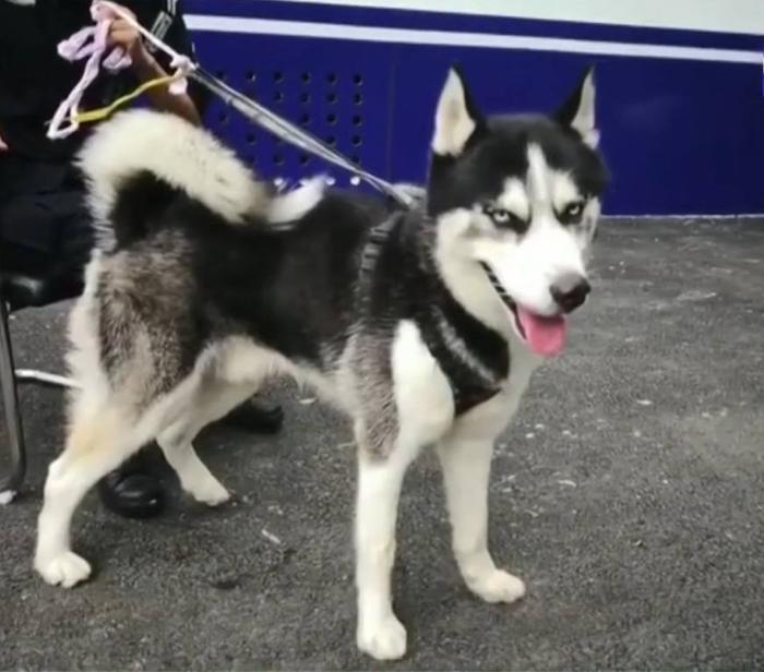 哈士奇进了派出所还不安分,吃穷民警到处惹祸,民警:赶紧领走!