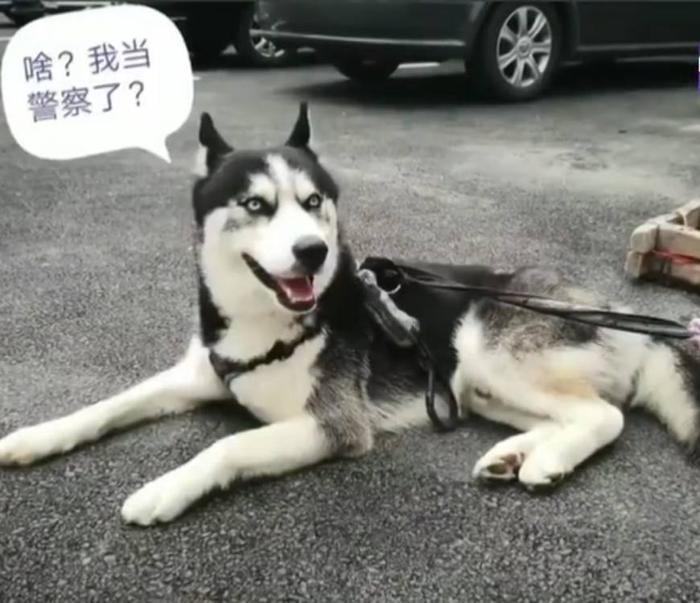 哈士奇进了派出所还不安分,吃穷民警到处惹祸,民警:赶紧领走!