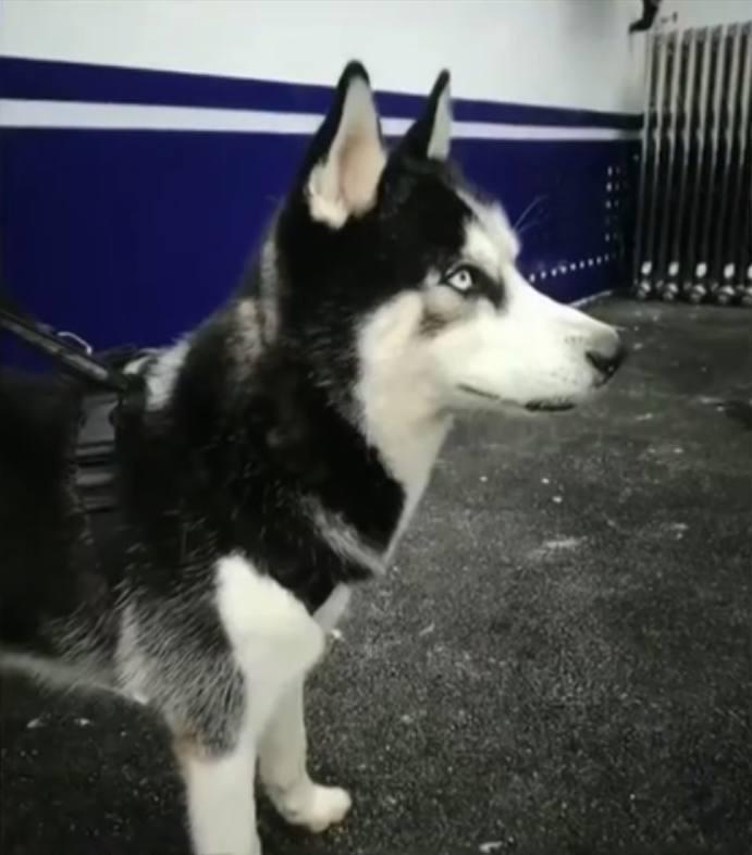 哈士奇进了派出所还不安分,吃穷民警到处惹祸,民警:赶紧领走!