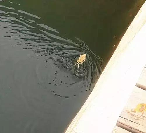 夏天到了,快来跟小青蛙学蛙泳吧,一看就会一学会废