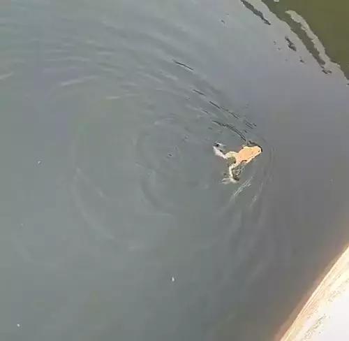 夏天到了,快来跟小青蛙学蛙泳吧,一看就会一学会废