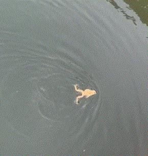 夏天到了,快来跟小青蛙学蛙泳吧,一看就会一学会废