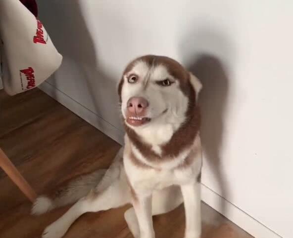 哈士奇犯错后面带微笑，打算蒙混过关，主人生气不起来