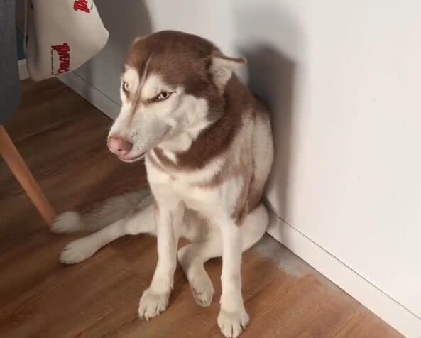 哈士奇犯错后面带微笑，打算蒙混过关，主人生气不起来