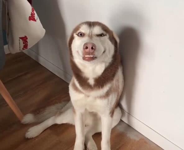 哈士奇犯错后面带微笑，打算蒙混过关，主人生气不起来