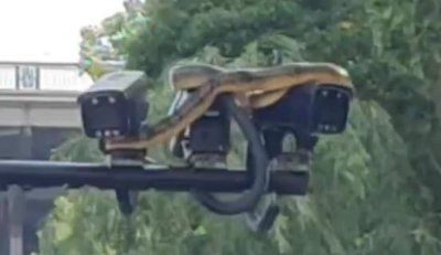 ​江水上涨，武汉江滩大蛇爬上监控杆！专家：蛇在高处避水属应激反应