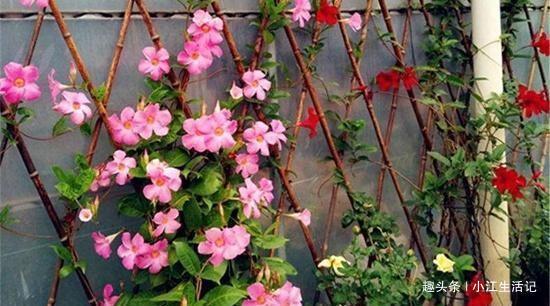7种漂亮爬藤花,春天养上几盆,养出好看“花墙”来!!
