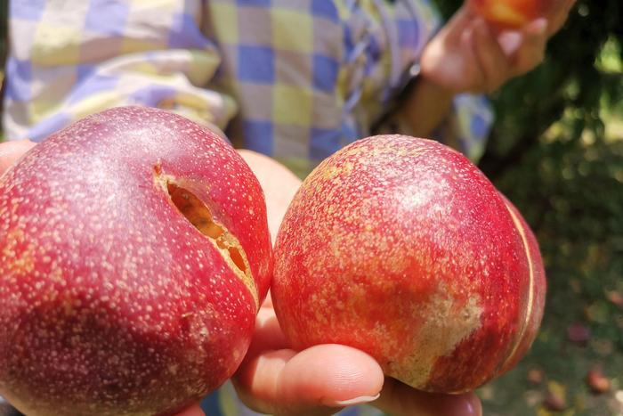 山西农村成熟红油桃挂满枝头，农民放弃采摘任其烂掉，咋回事