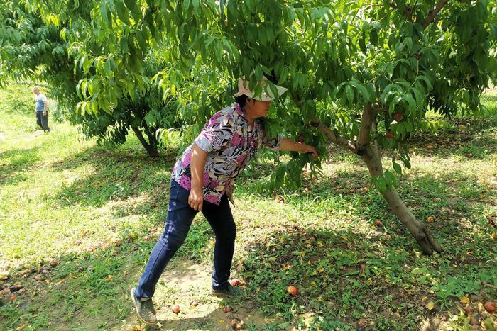 山西农村成熟红油桃挂满枝头，农民放弃采摘任其烂掉，咋回事