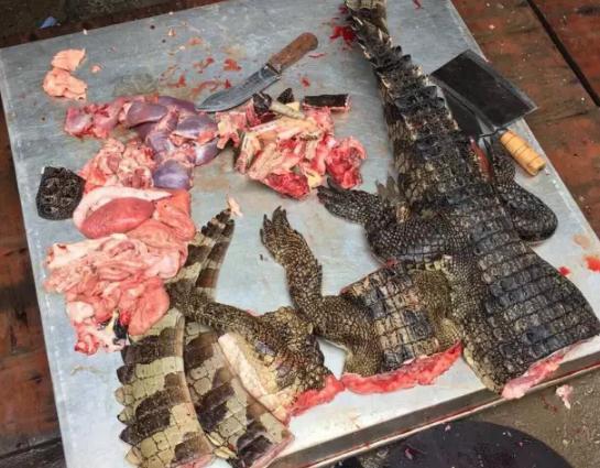 中国人还有什么不敢吃的,烤鳄鱼现在都烂大街了!味道居然蛮好的