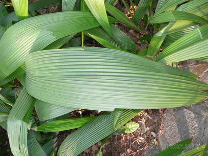 路边一种野草,叶子像竹叶,但价值颇高,见到请珍惜