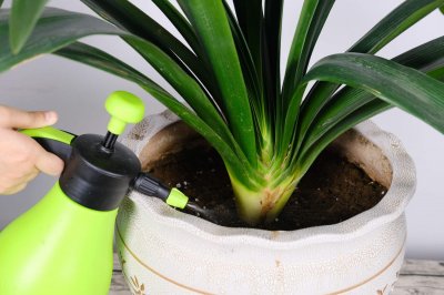 ​生鸡蛋能浇君子兰吗