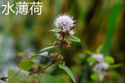 ​水薄荷和薄荷的区别