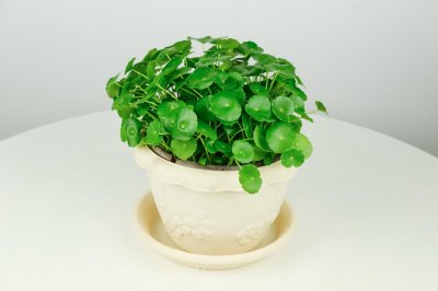 ​铜钱草的土栽方法