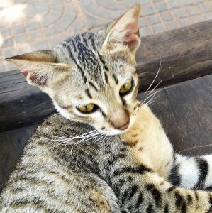 ​在埃及被奉为神猫的古老品种—埃及猫