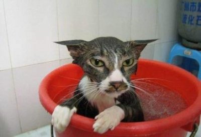 ​宠物兔怎么养？长得好看宠物兔怎么养？长得好看