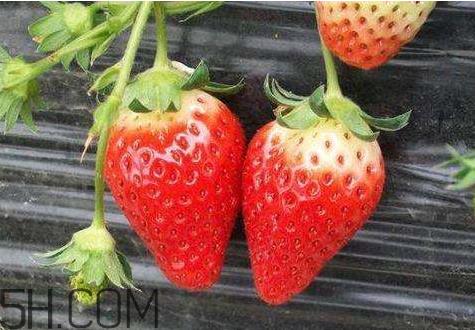 红颜草莓和奶油草莓哪个好吃 红颜草莓与奶油草莓的区别