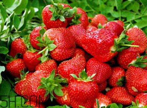 红颜草莓和奶油草莓哪个好吃 红颜草莓与奶油草莓的区别