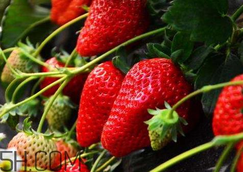 红颜草莓和奶油草莓哪个好吃 红颜草莓与奶油草莓的区别