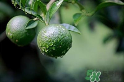 ​橘子里面有虫是真的吗?橘子里面有蛆能吃吗?