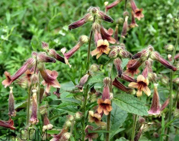 鲜地黄为什么要冷冻?鲜地黄有没有什么副作用? 鲜地黄为什么要冷冻?鲜地黄有没有什么副作用?