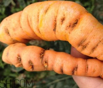 ​鲜地黄为什么要冷冻？鲜地黄有没有什么副作用？