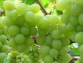 青提什么时候成熟?青提什么时候上市? 青提什么时候成熟?青提什么时候上市?