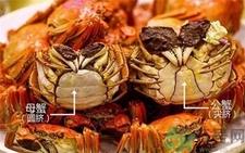 螃蟹公母怎么分?螃蟹公母的区别 螃蟹公母分别图片