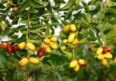 ​子弹头枣好吃吗 子弹头枣怎么吃