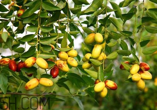 子弹头枣好吃吗 子弹头枣怎么吃