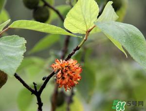 构树穗有什么作用？构树穗的作用