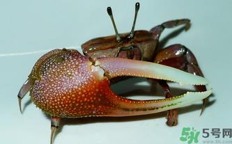 海蟹怎么保存？活海蟹怎么保存？