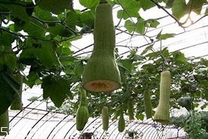 砍瓜怎么做好吃?教你烹饪砍瓜 砍瓜怎么做好吃?教你烹饪砍瓜