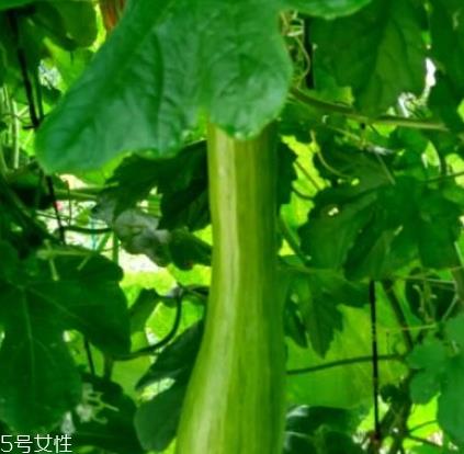 砍瓜怎么做好吃?教你烹饪砍瓜 砍瓜怎么做好吃?教你烹饪砍瓜