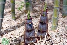 春笋能减肥吗？吃春笋可以减肥吗？