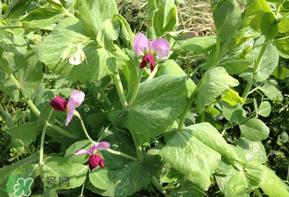 豌豆能放在冰箱吗?豌豆放冰箱怎么保存? 豌豆能放在冰箱吗?豌豆放冰箱怎么保存?