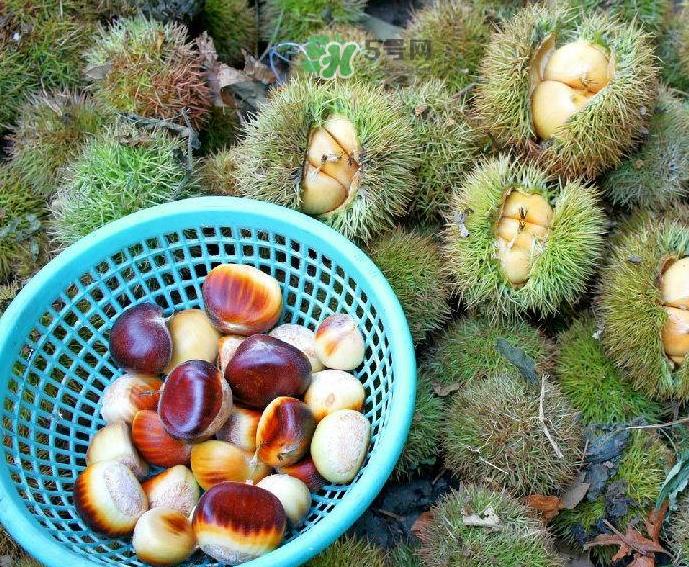 板栗吃多了会放屁吗？板栗吃多了胃胀怎么办？