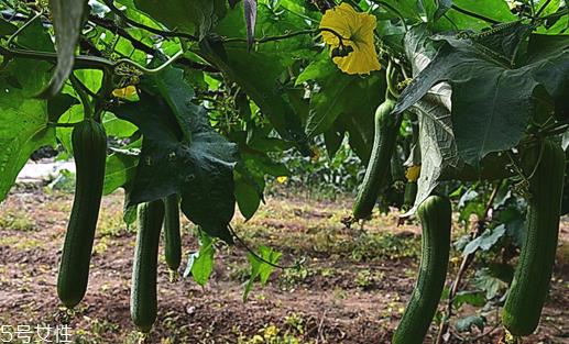 丝瓜放冰箱是冷冻还是冷藏保存？丝瓜发苦可能有毒