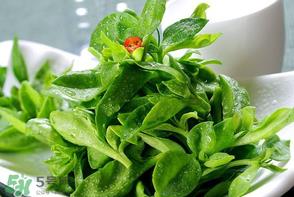 冰草是田七吗？冰草和田七一样吗？