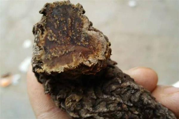 肉苁蓉糖尿病人可以吃吗 会产生不适