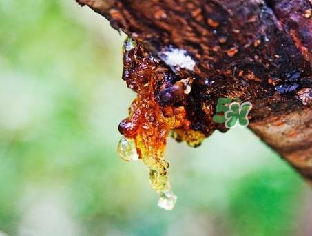 桃胶几天吃一次好？桃胶最好多久吃一次