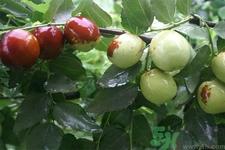 吃冬枣能补血吗？吃冬枣为什么能补血？