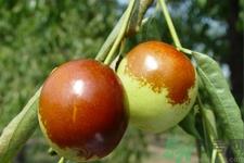 吃冬枣能补血吗？吃冬枣为什么能补血？