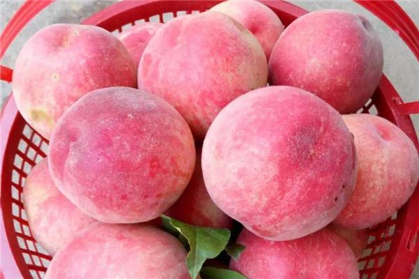 桃子裂了可以吃吗 桃子裂了是什么原因