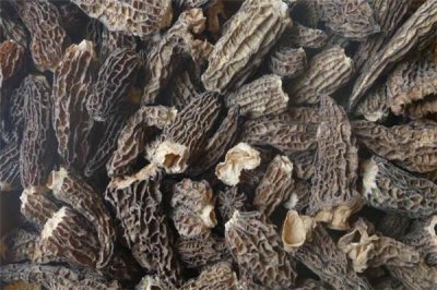 ​羊肚菌吃了会上火吗 羊肚菌小孩能吃吗