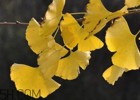 银杏叶的花语是什么?银杏树叶可以降血压吗 银杏叶的花语是什么?银杏树叶可以降血压吗